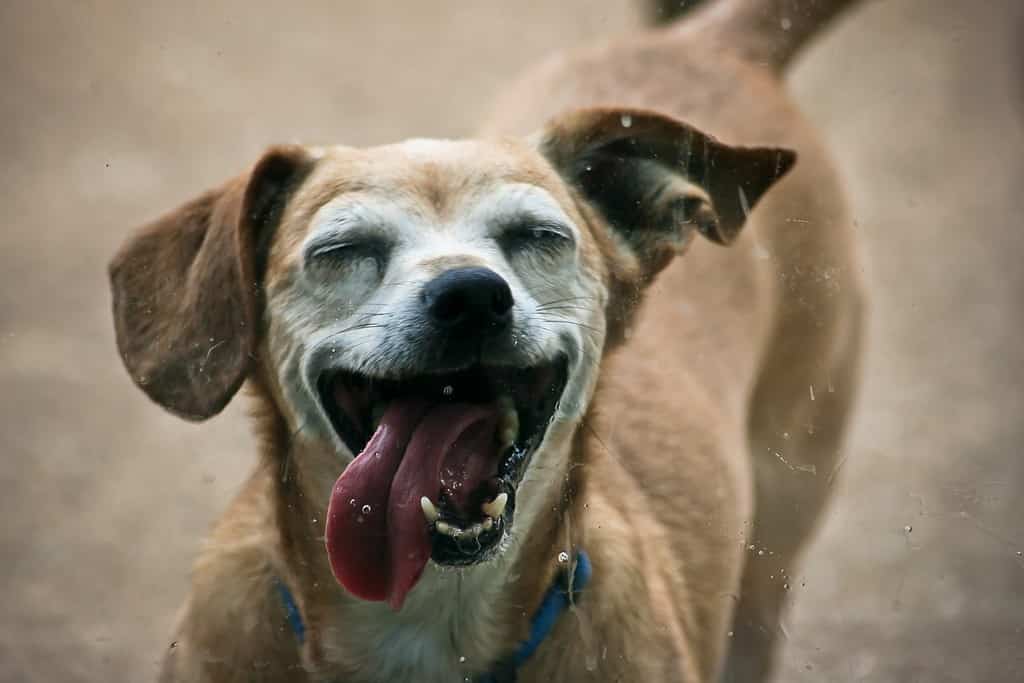 Guarda quanto diventano grandi i Chiweenies adulti