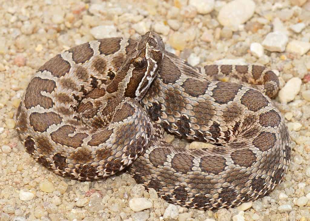 Serpenti mortali - Serpente a sonagli di Massasauga del deserto (occidentale), Sistrurus catenatus edwardsi, arrotolato e pronto a colpire