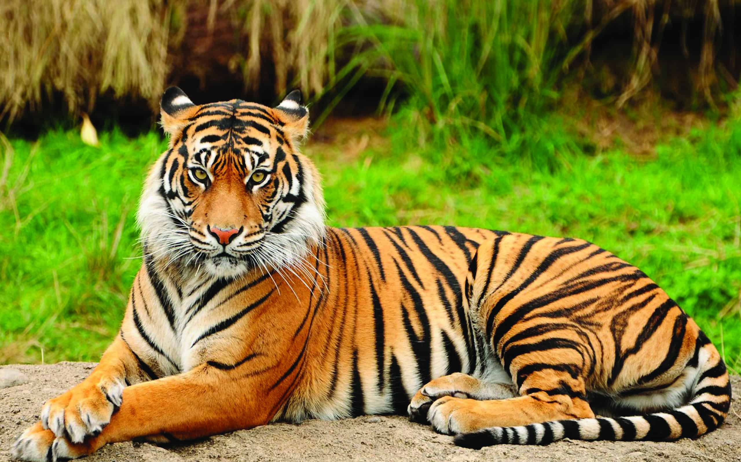 Ritratto di un allarme reale della tigre del Bengala e fissando la macchina fotografica.  Animale nazionale del Bangladesh