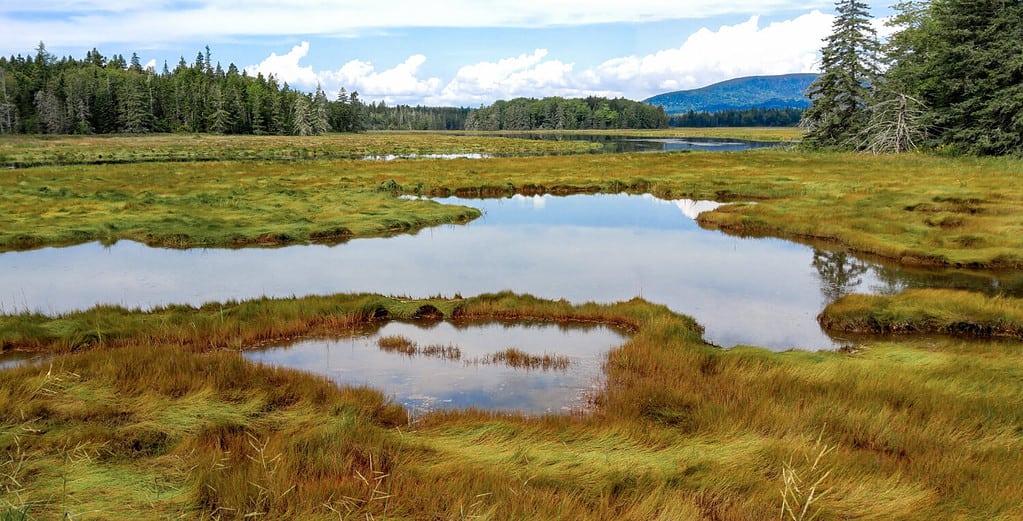 Paludi del New England: le zone umide erbose coprono una parte della costa sull'isola di Mount Desert, vicino al Parco nazionale di Acadia.
