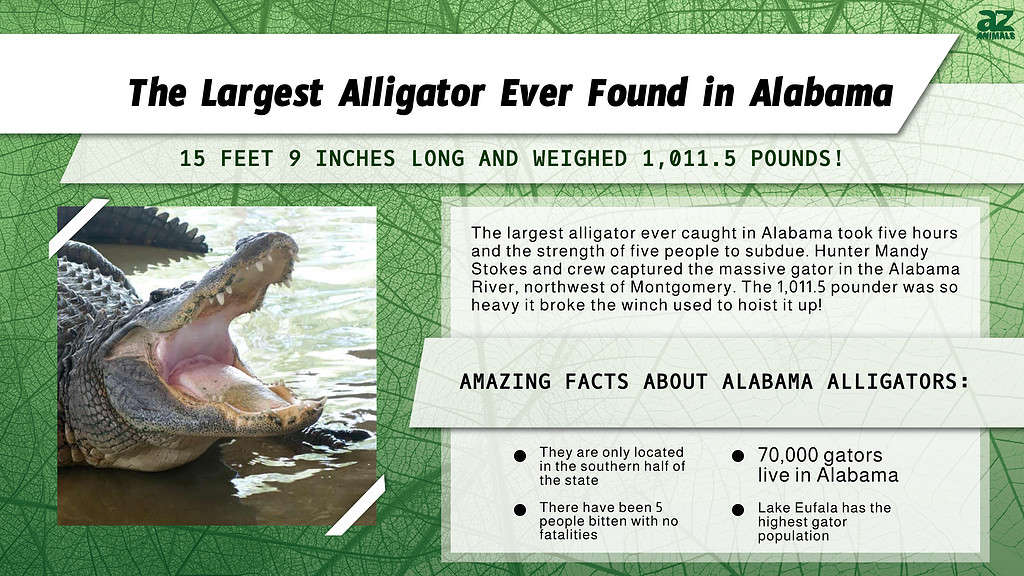Il più grande alligatore mai trovato in Alabama