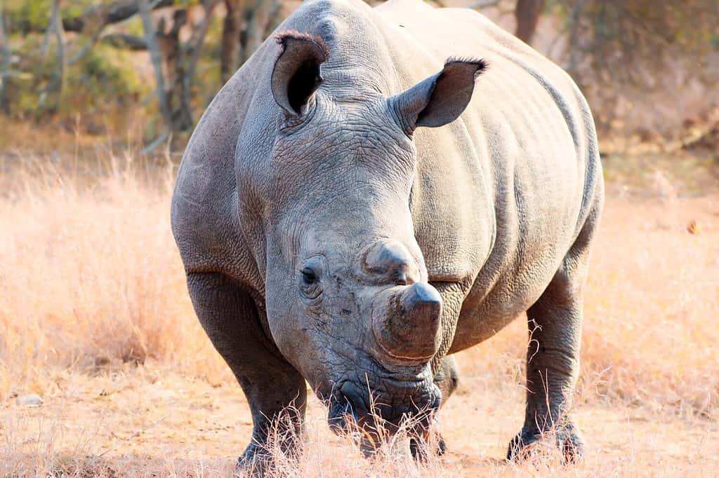 Rinoceronte bianco del sud che pasce i campi dell'Africa