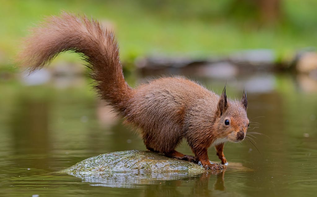 Foto di scoiattolo rosso North Yorkshire mangiare nuotare salto piscina di riflessione