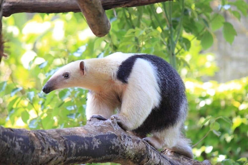 Formichiere minore o tamandua meridionale