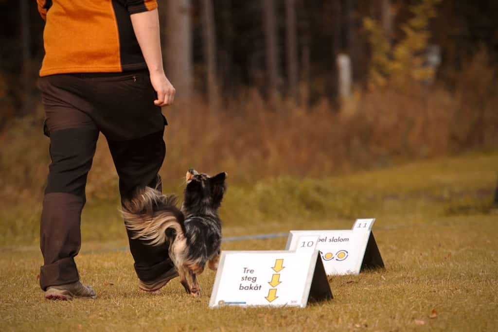 Chihuahua addestrando l'obbedienza al rally con il suo conduttore