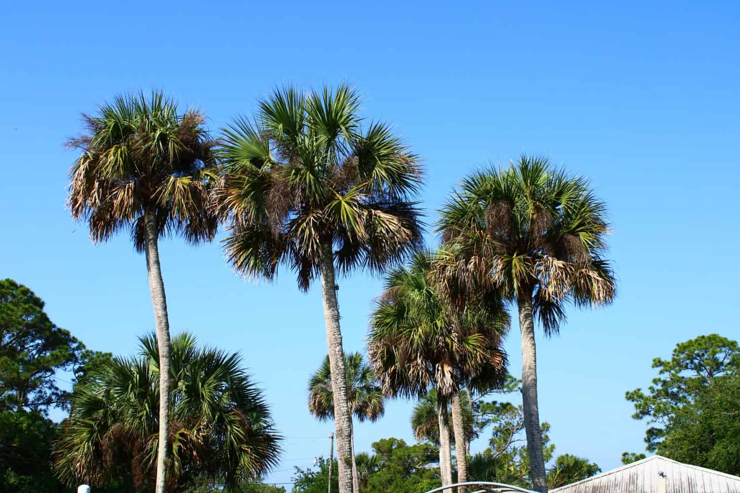 Immagine di palme di cavolo cappuccio con sfondo azzurro