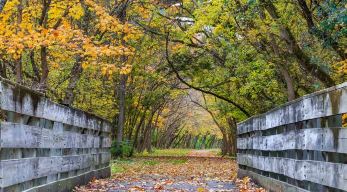 Un ponte di piste ciclabili sul Little Miami Scenic River Trail riccamente adornato nei colori dell'autunno, Ohio sudoccidentale, Stati Uniti