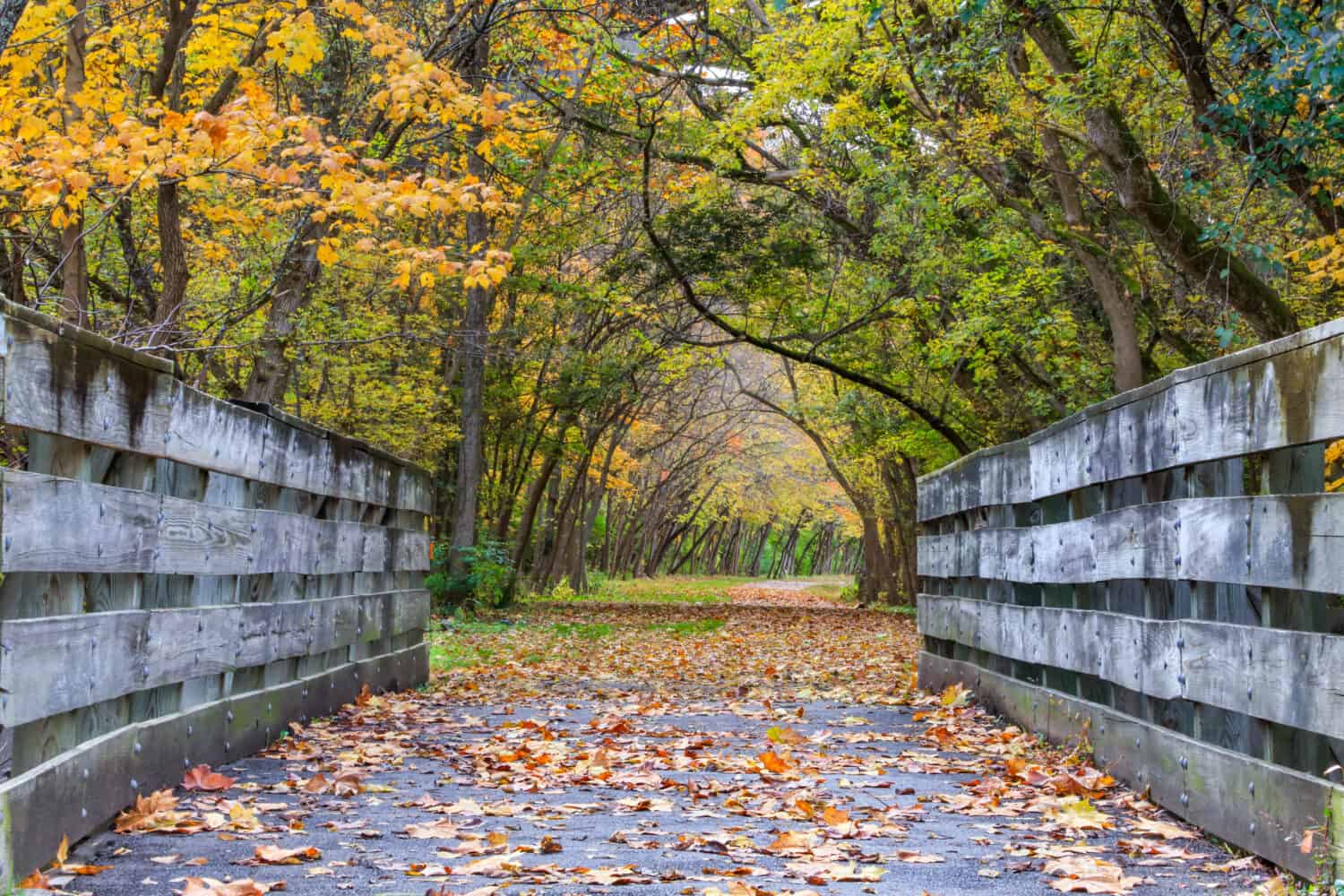 Un ponte di piste ciclabili sul Little Miami Scenic River Trail riccamente adornato nei colori dell'autunno, Ohio sudoccidentale, Stati Uniti