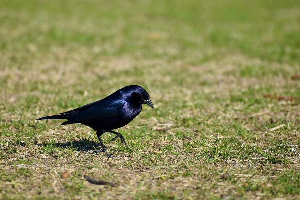 cowbird lucido (Molothrus bonariensis) sul terreno