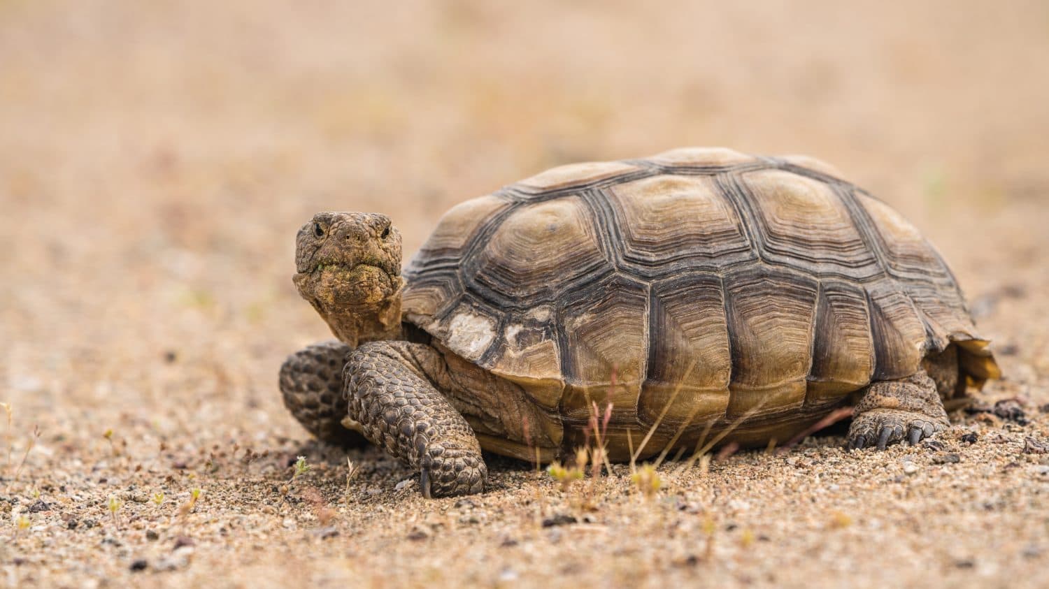 Una tartaruga selvaggia del deserto o Gopherus agassizii, sul pavimento sabbioso del deserto nel deserto del Mojave, California.