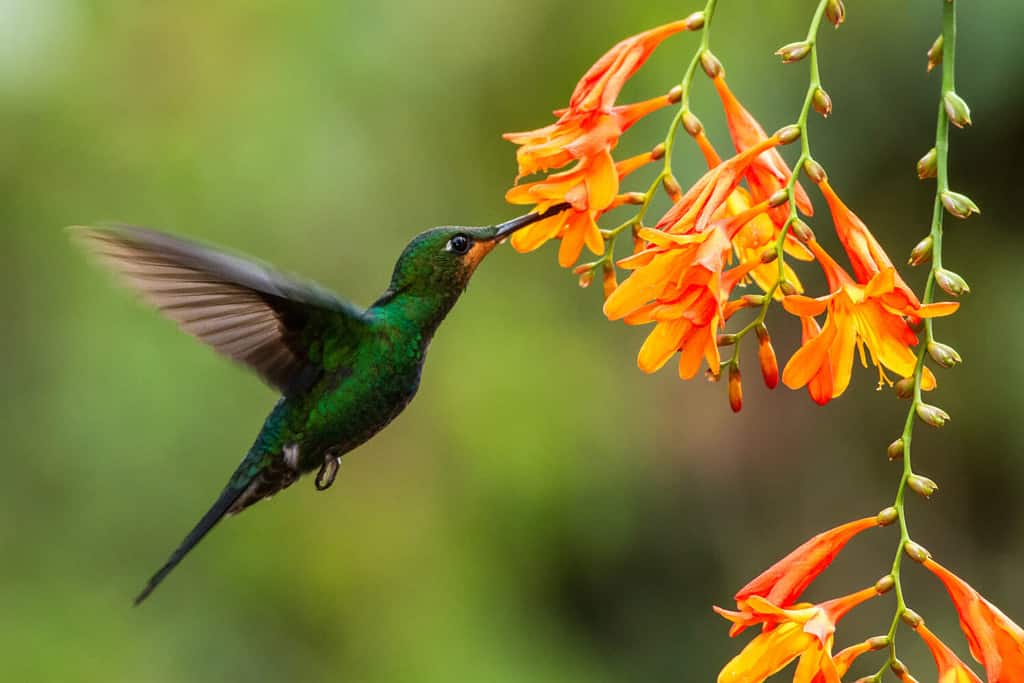 Brillante dalla corona verde, Heliodoxa jacula, in bilico accanto al fiore d'arancio, uccello della foresta tropicale di montagna, Panama, bellissimo colibrì che succhia il nettare dal fiore, scena della fauna selvatica, natura