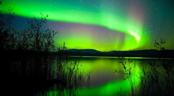 Intensa aurora boreale (Aurora boreale) sul lago Laberge, territorio dello Yukon, Canada, con sagome di salici sulla riva del lago.