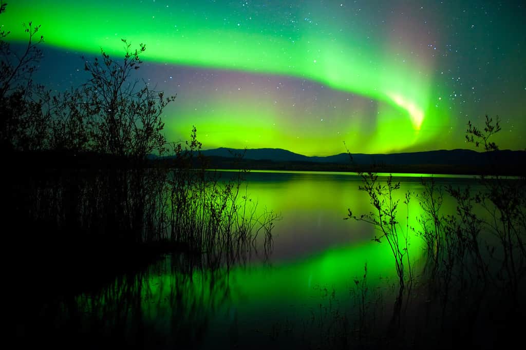 Intensa aurora boreale (Aurora boreale) sul lago Laberge, territorio dello Yukon, Canada, con sagome di salici sulla riva del lago.