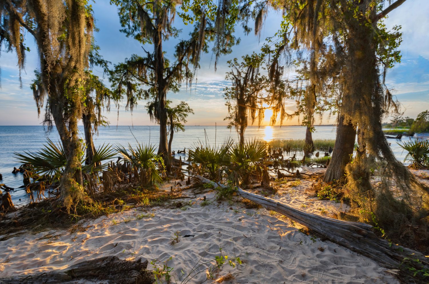 Fontainebleau State Park è un bellissimo parco in Louisiana.  Questa potrebbe essere una delle mie immagini preferite nel mio portfolio.  I ricordi dietro le immagini raccontano la storia più grande.