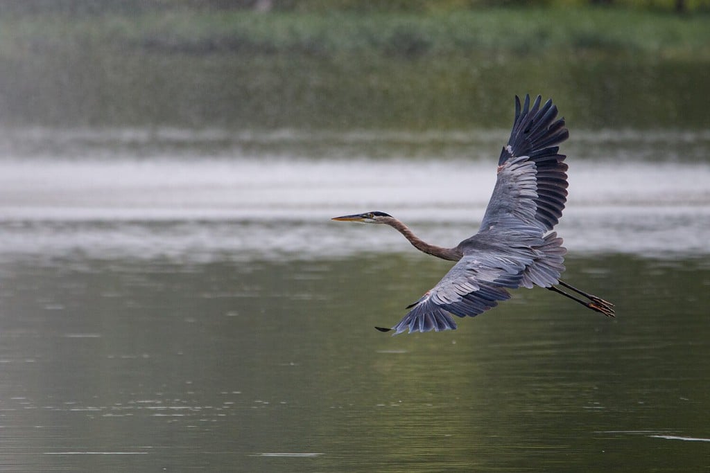 Airone blu maggiore (Ardea erodiade) al lago Kellogg a Cartagine, Missouri