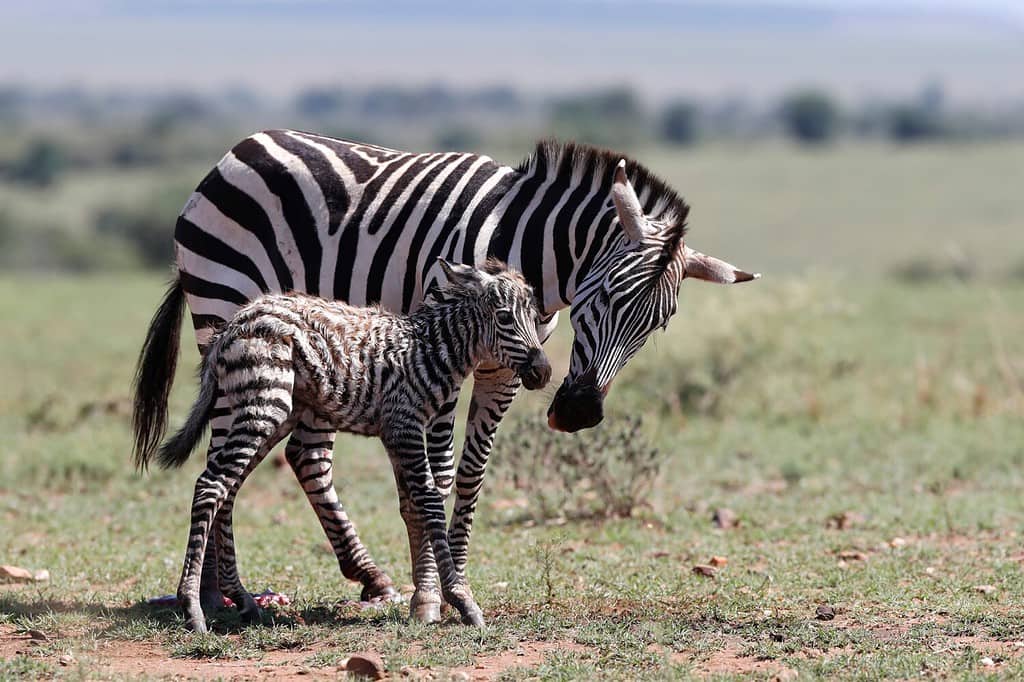 Madre zebra (Equus quagga burchellii) con il suo neonato.  Primi passi nella vita.  Parco Nazionale Masai Mara.  Kenia.