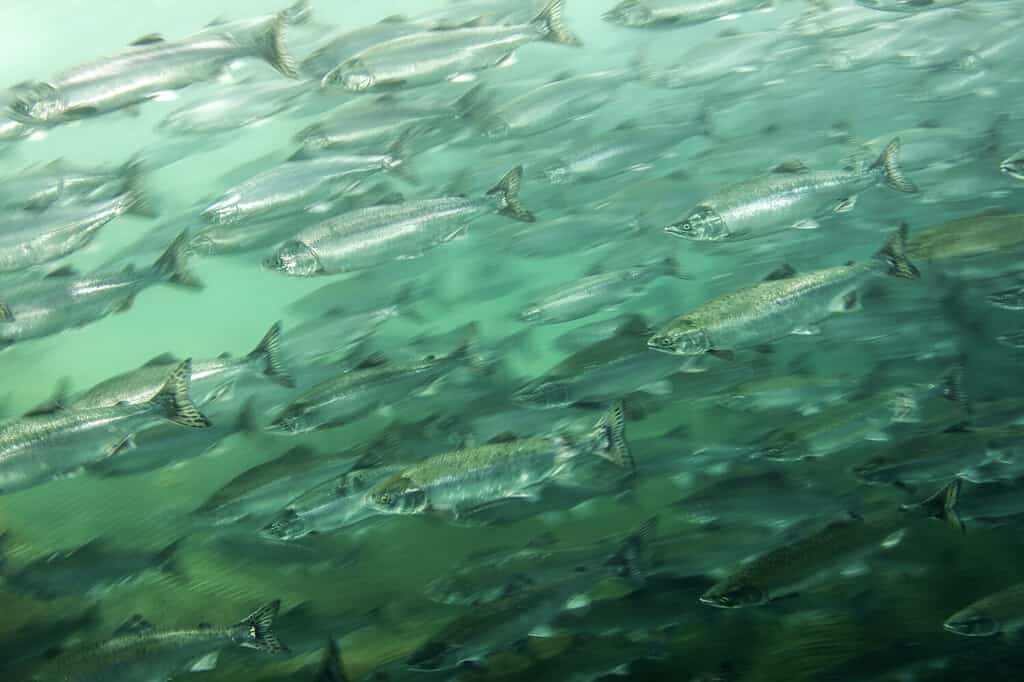 I salmoni viaggiano in grandi banchi mentre migrano dall'oceano alle acque dolci per deporre le uova.