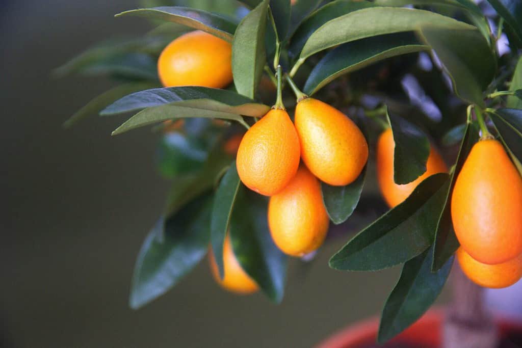 Albero di kumquat, con frutti d'arancio, fortunella margarita, pianta d'appartamento ornamentale originaria della Cina meridionale