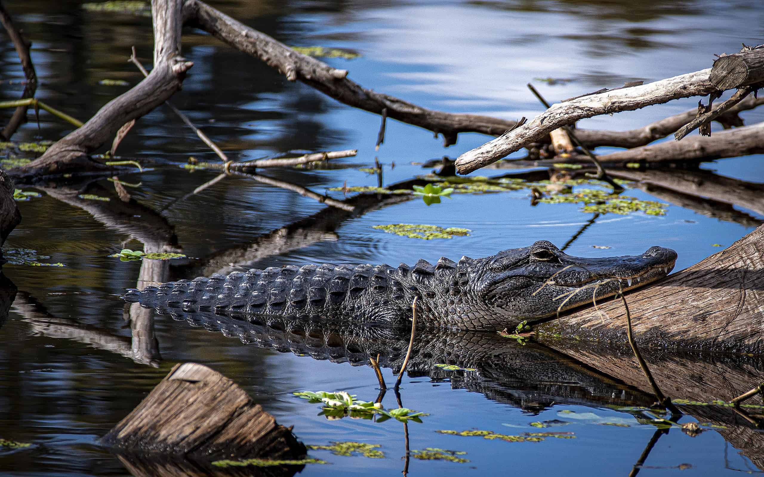 Ritratto di un alligatore a Lettuce Lake Park, Florida