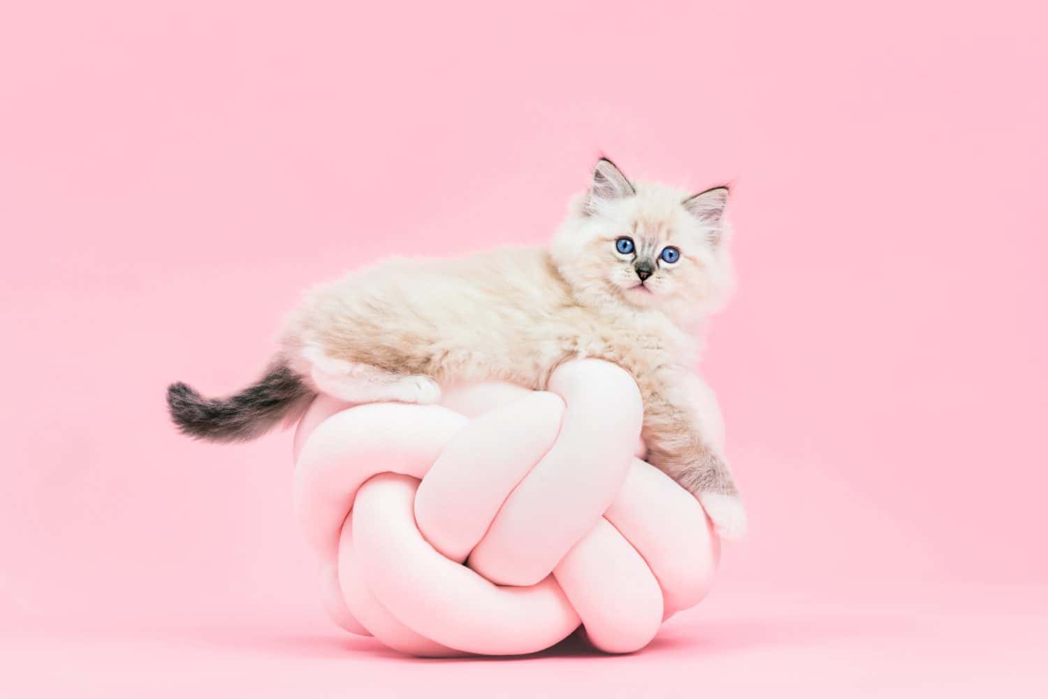 Gatto Ragdoll, piccolo ritratto di gattino carino su divertente cuscino annodato su sfondo rosa.  Animale domestico di razza