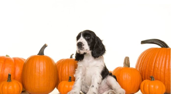 Cucciolo di cocker spaniel bianco e nero circondato da zucche su sfondo bianco