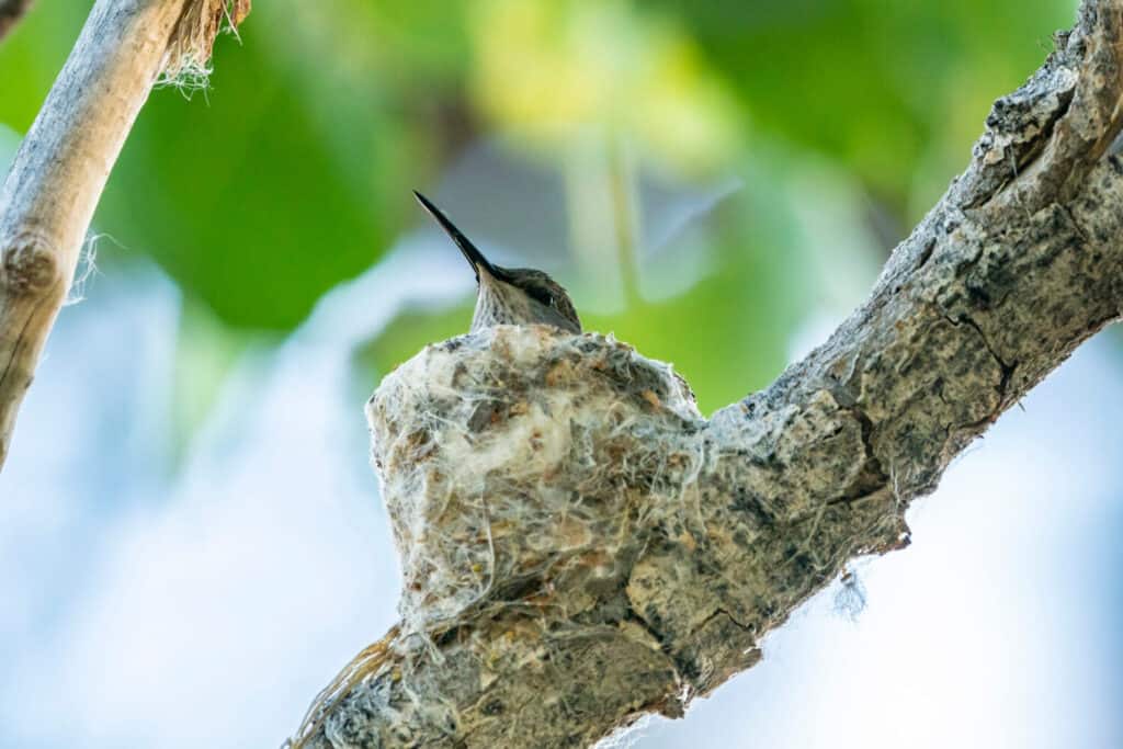 Stati Uniti, Nuovo Messico.  Colibrì femmina dal mento nero sul nido.