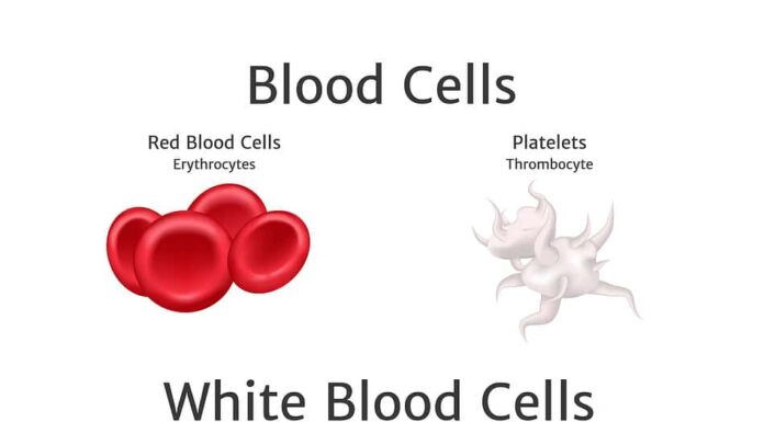 linfociti dell'emoglobina e dei globuli bianchi nel vettore del plasma sanguigno
