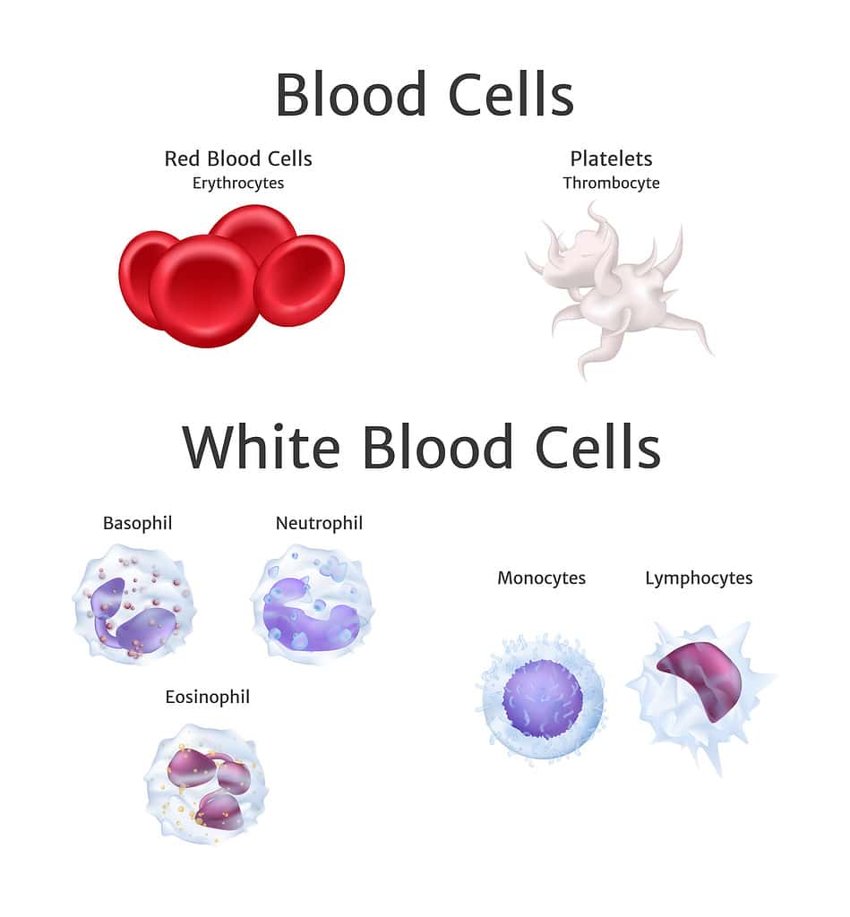 linfociti dell'emoglobina e dei globuli bianchi nel vettore del plasma sanguigno