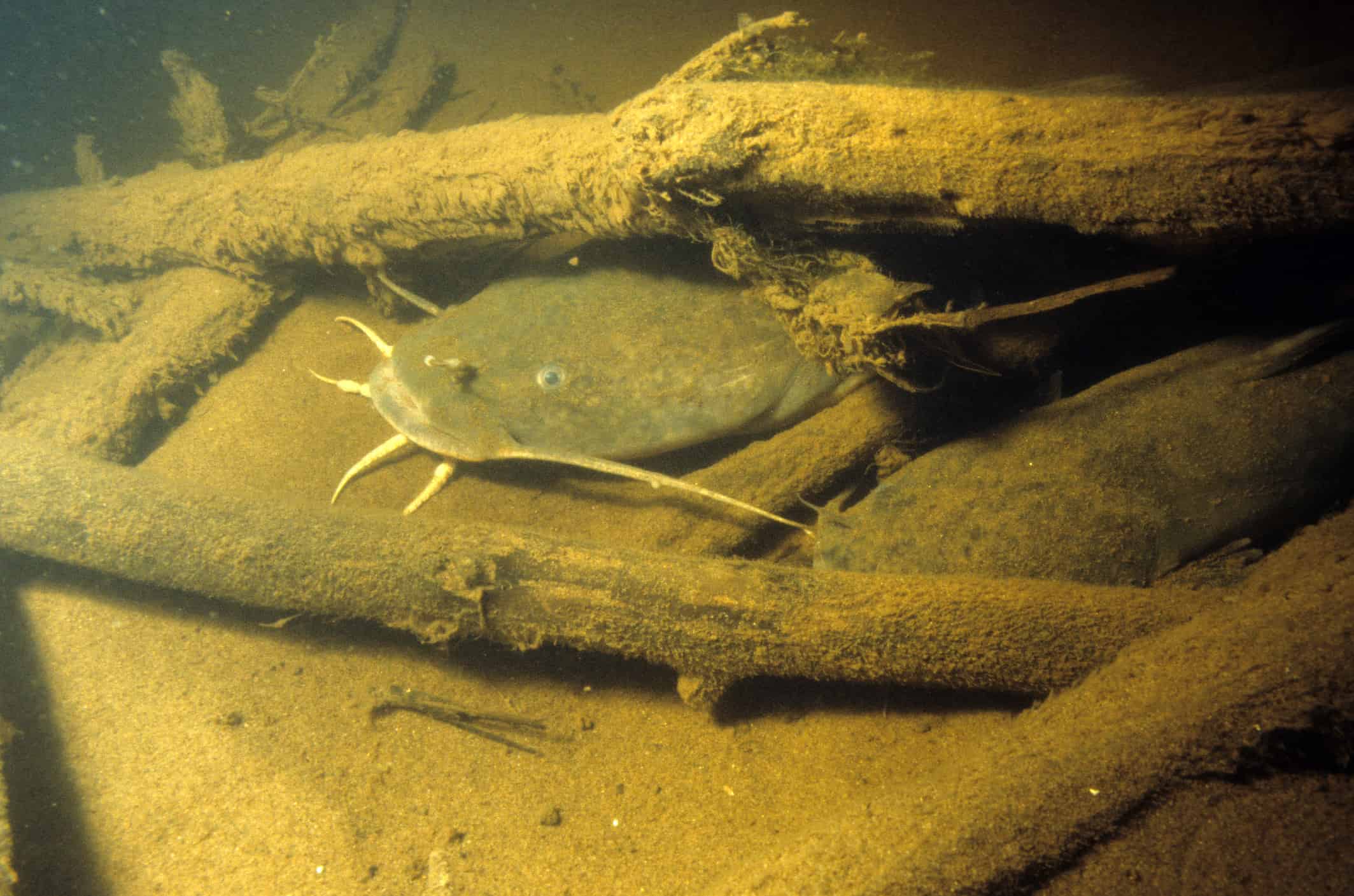 Pesce gatto a testa piatta 26