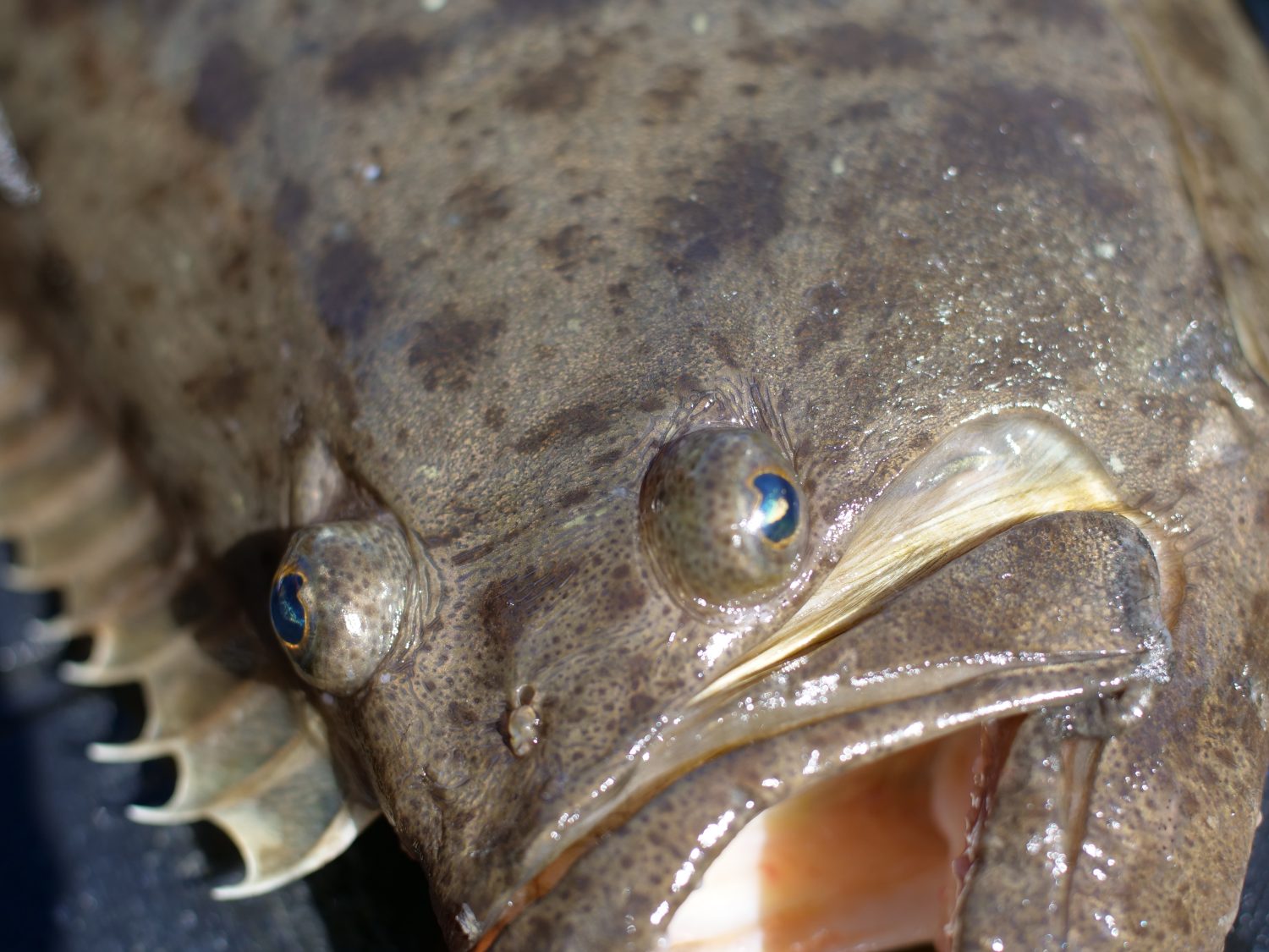 Occhi asimmetrici di un Halibut della California