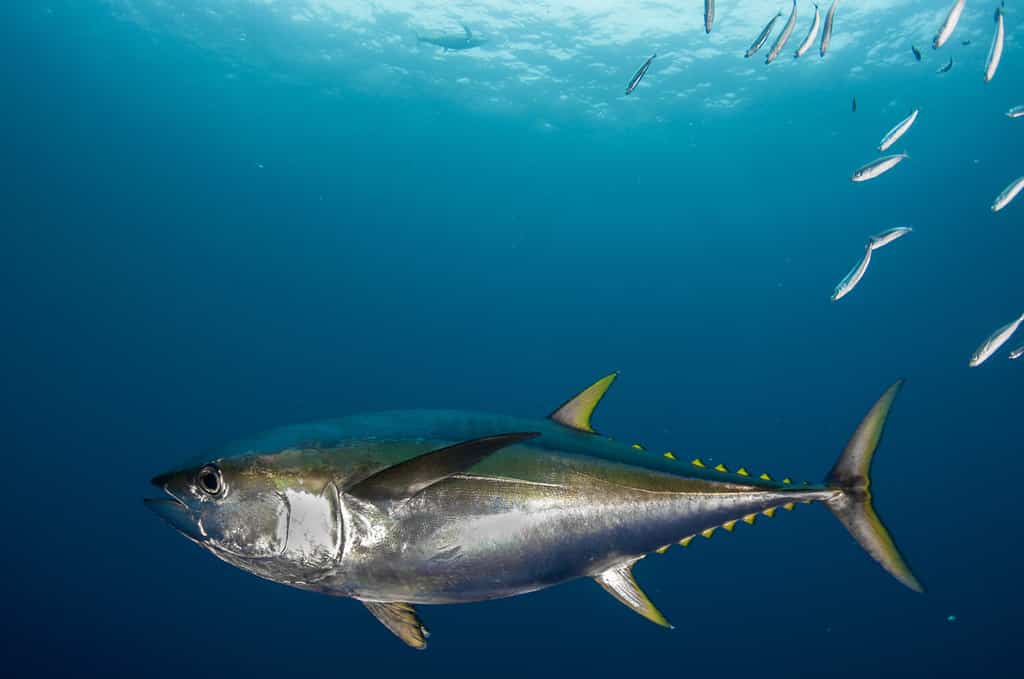 Primo piano di un tonno pinna gialla sott'acqua