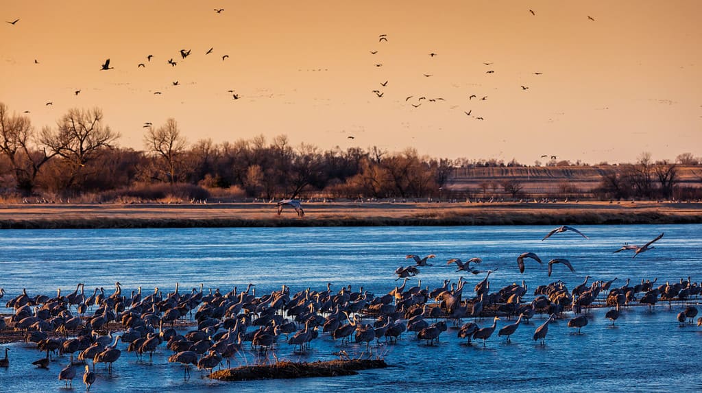 7 marzo 2017 - Grand Island, Nebraska - FIUME PLAtte, gru sandhill migratorie sorvolano il campo di mais come parte della loro migrazione primaverile dal Texas e dal Messico, dal nord al Canada, dall'Alaska e dalla Siberia.