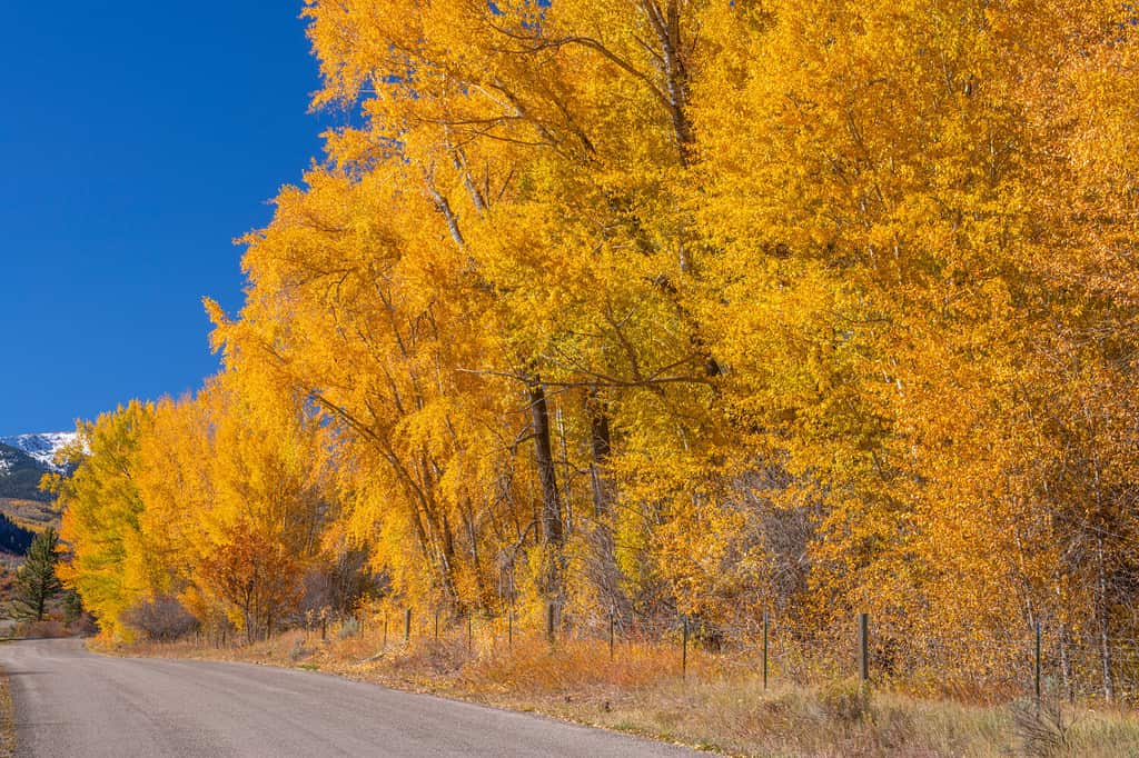 Stati Uniti, Colorado.  White River National Forest, pioppo Narrowleaf con fogliame autunnale lungo Capitol Creek Road.