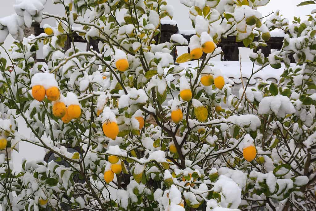 Particolare dell'albero di limone sotto la neve