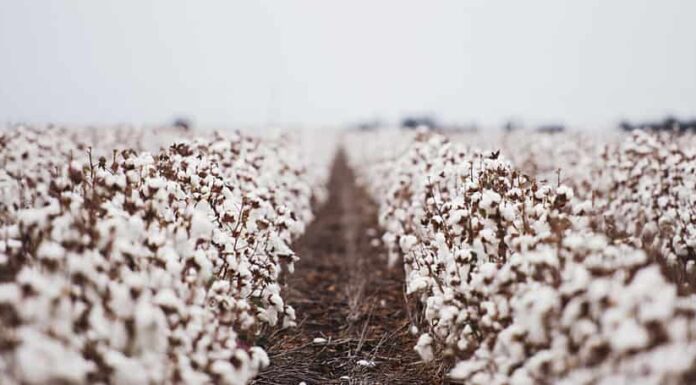 Campi di cotone pronti per la raccolta a Oakey, Queensland