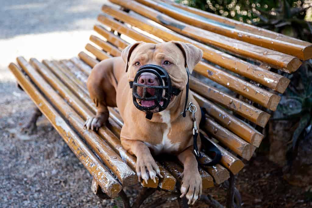 Golden Pit Bull Terrier con il muso nero sdraiato su una panchina pubblica