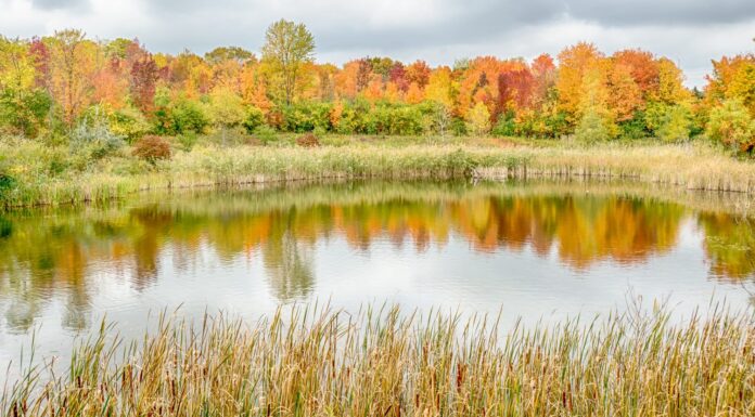 Riflessione autunnale sullo stagno di North Dogwood, Rouge River, Woodland Hills Nature Park, Farmington Hills, Michigan