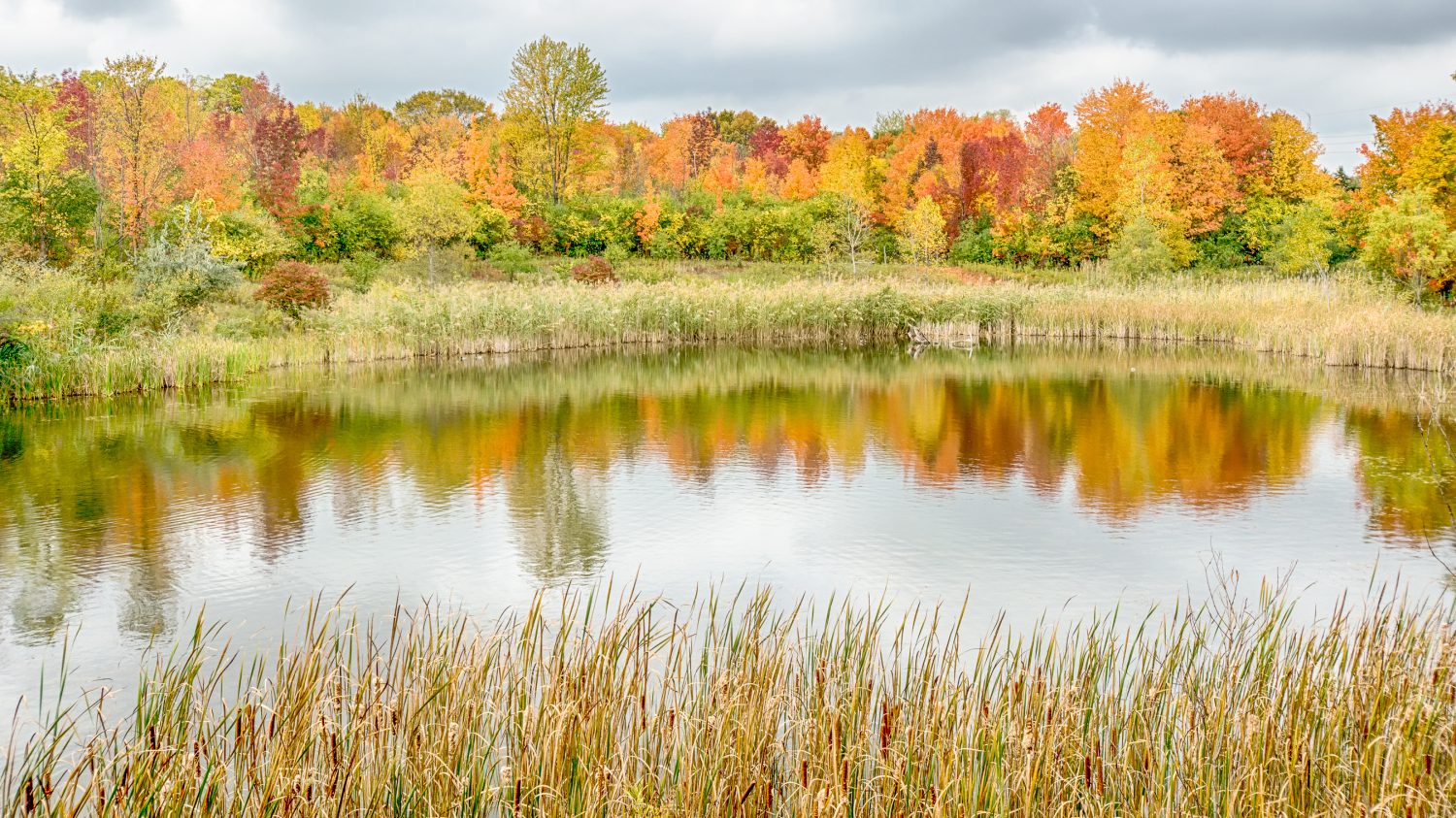 Riflessione autunnale sullo stagno di North Dogwood, Rouge River, Woodland Hills Nature Park, Farmington Hills, Michigan