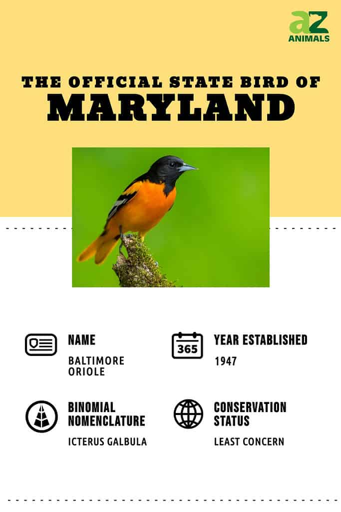 Baltimore Oriole, uccello dello stato del Maryland