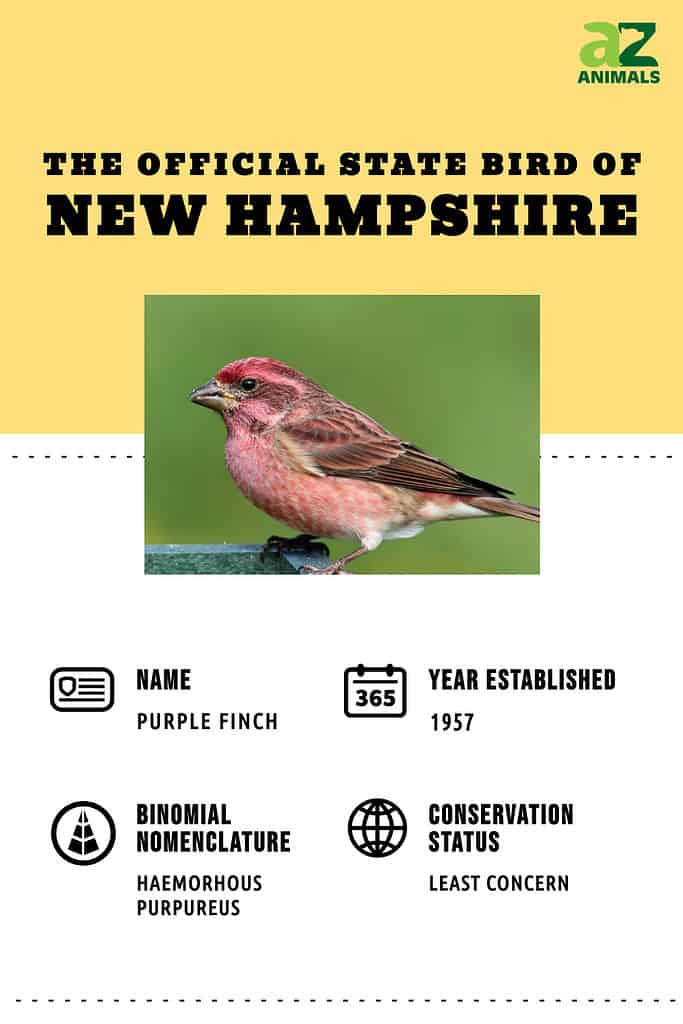 L'uccello dello stato del New Hampshire è il fringuello viola.