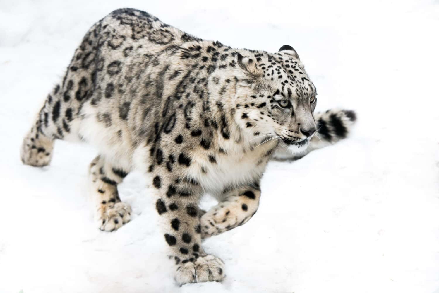 Leopardo delle nevi che corre nella neve