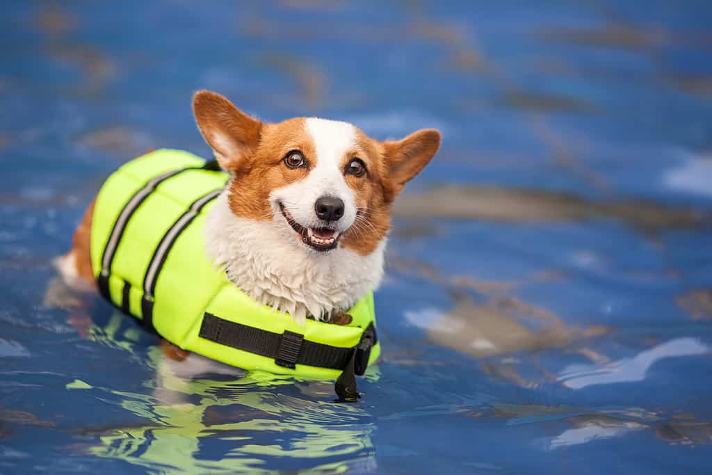 Un corgi pembroke gallese adulto nuota nel parco