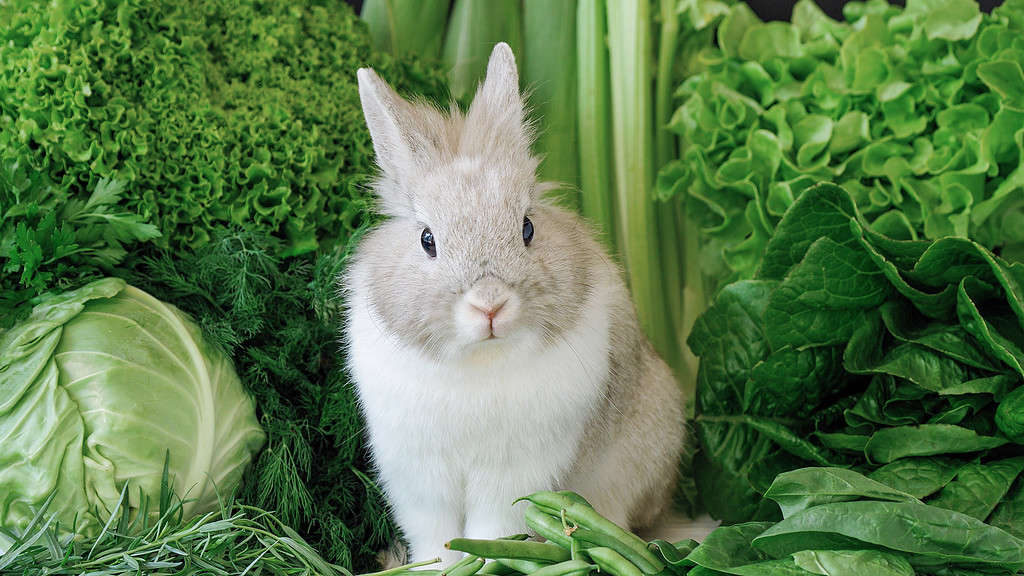 Coniglio decorativo su uno sfondo verde.  Simpatico coniglietto soffice seduto vicino a un'insalata di lattuga romana, cavolo, aneto, prezzemolo, insalata di quercia, mais, asparagi e spinaci.  Vari alimenti biologici naturali per vegani