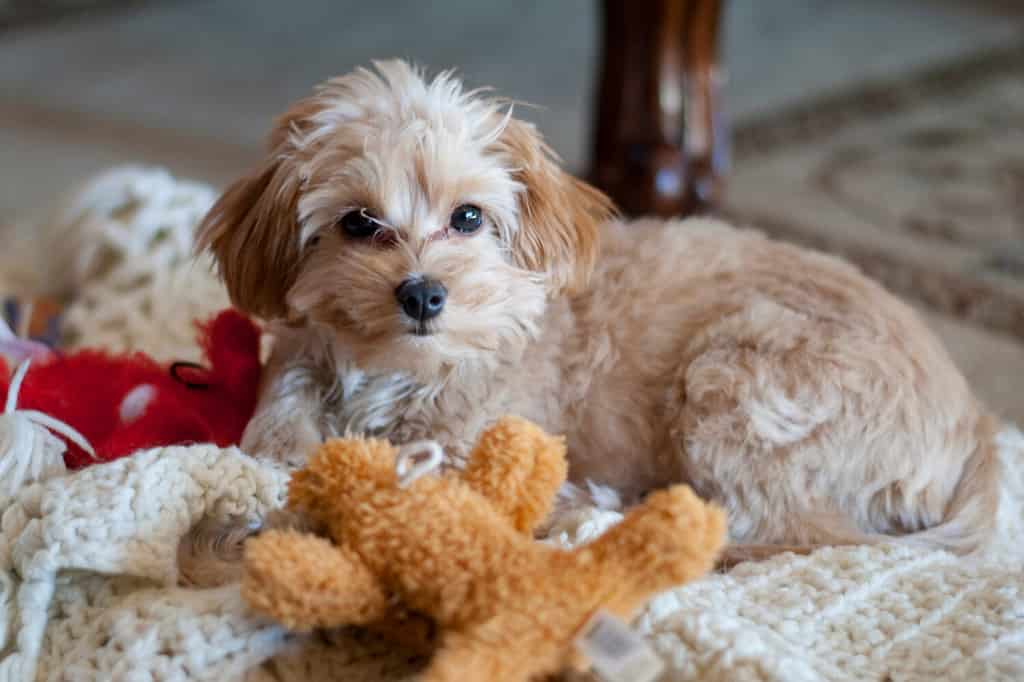 Gracie girl, la dolce piccola cucciola mista maltese di Chihuahua