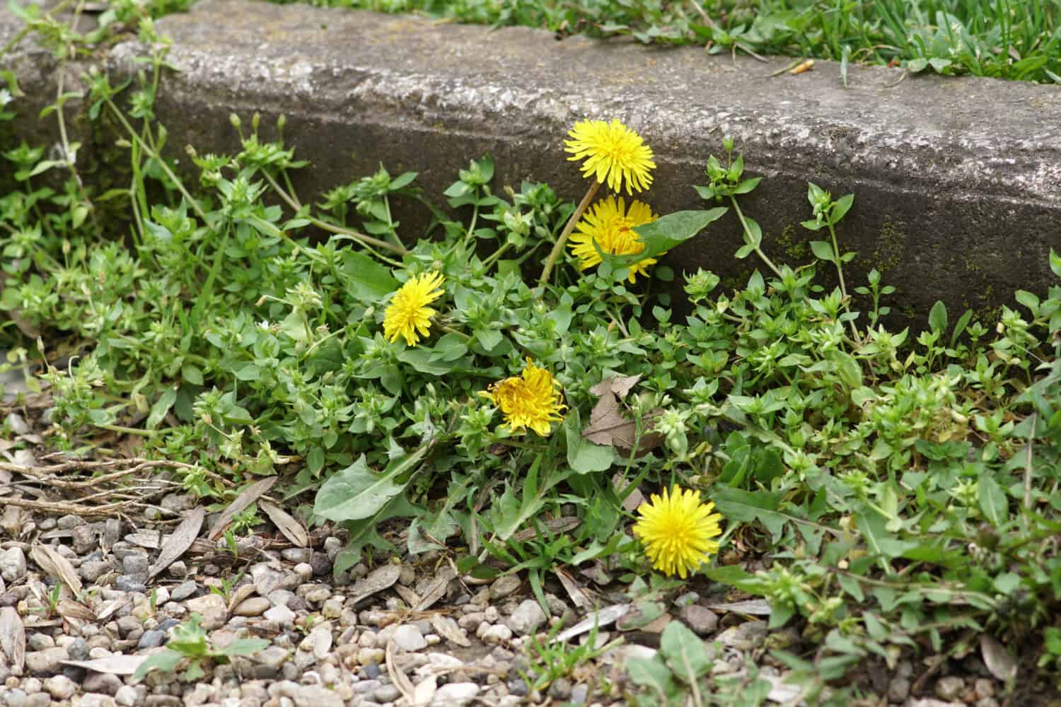 Erbacce che crescono su un cortile (dente di leone ed erba)