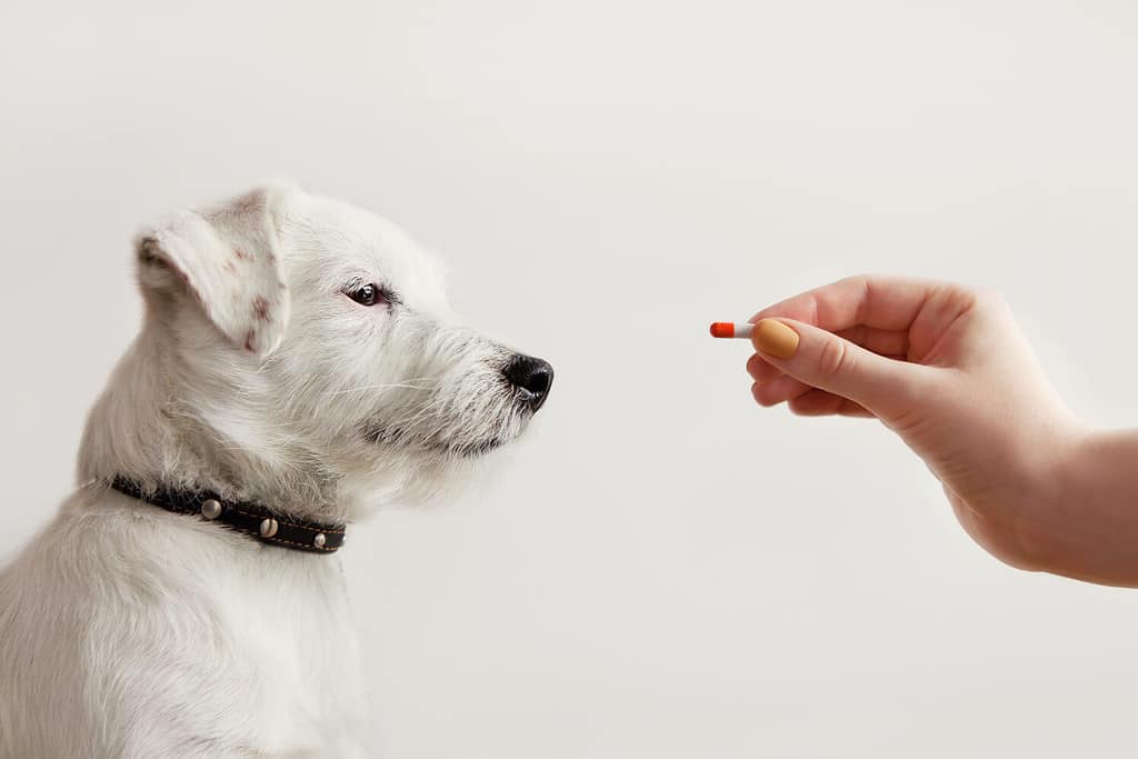 Jack Russell Terrier cane malato in attesa di ricevere la pillola dalla mano del proprietario o del medico. Assistenza sanitaria per animali domestici, farmaci veterinari, trattamenti, concetto di integratore alimentare medico