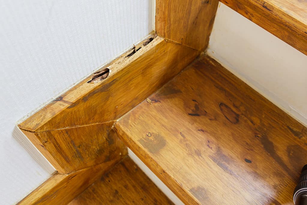 Le scale della casa sono state danneggiate dalle punture di termiti
