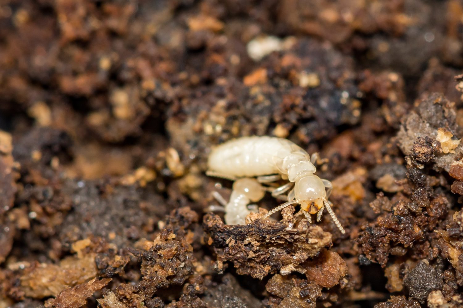 Termite sotterranea orientale - Reticulitermes flavipes