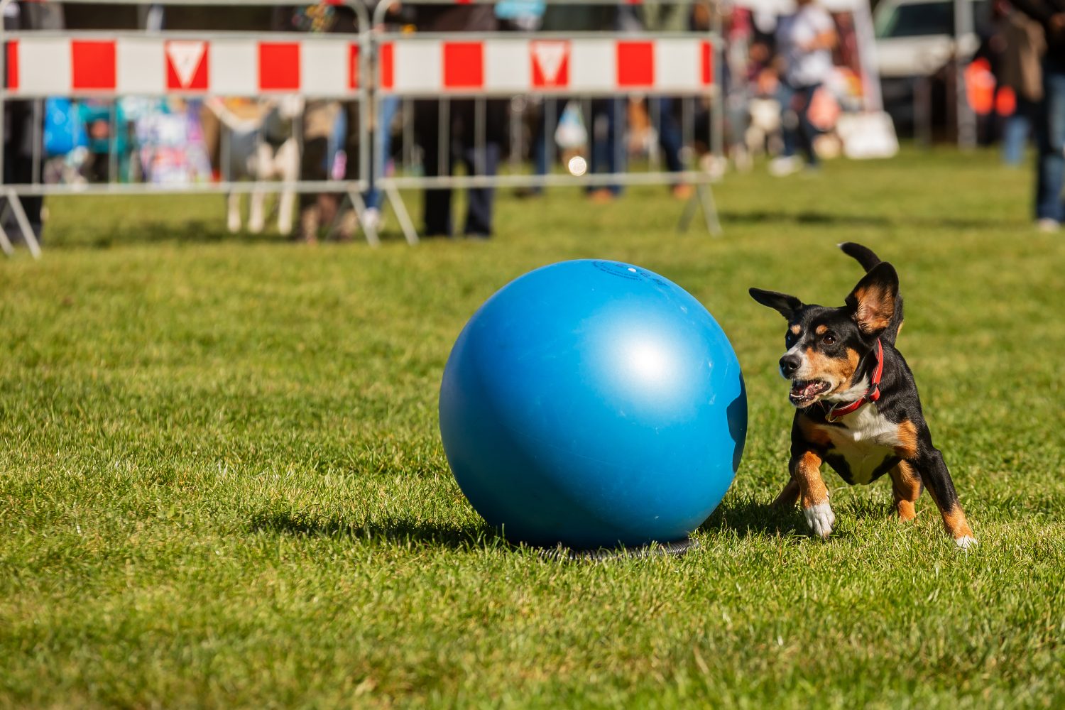 Entlebucher Mountain Dog, sta giocando con la palla grande, treibball