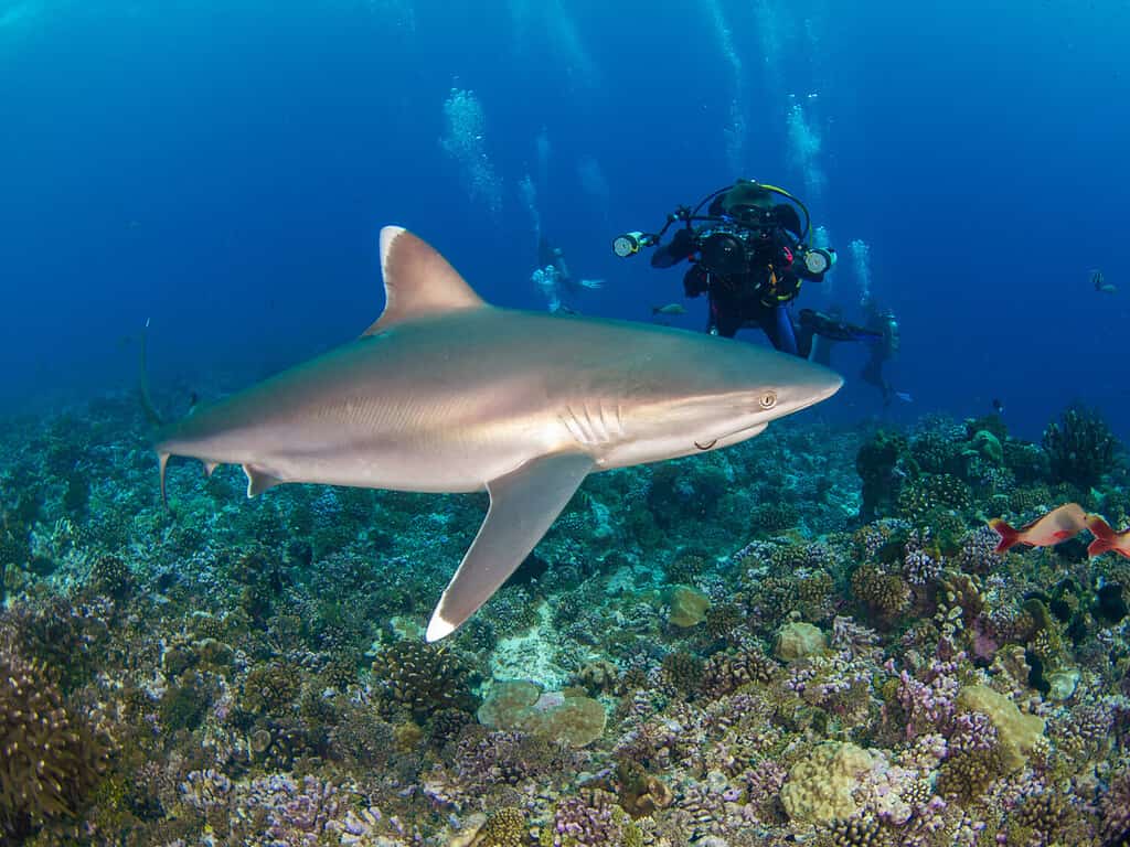 Squalo pinna argentata e subacqueo con una macchina fotografica in una barriera corallina (Rangiroa, Isole Tuamotu, Polinesia francese nel 2012)